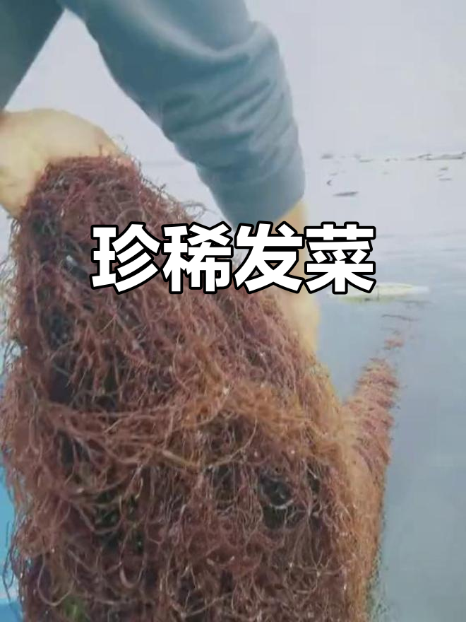 发菜,细如发丝,珍贵野生植物,国家一级保护