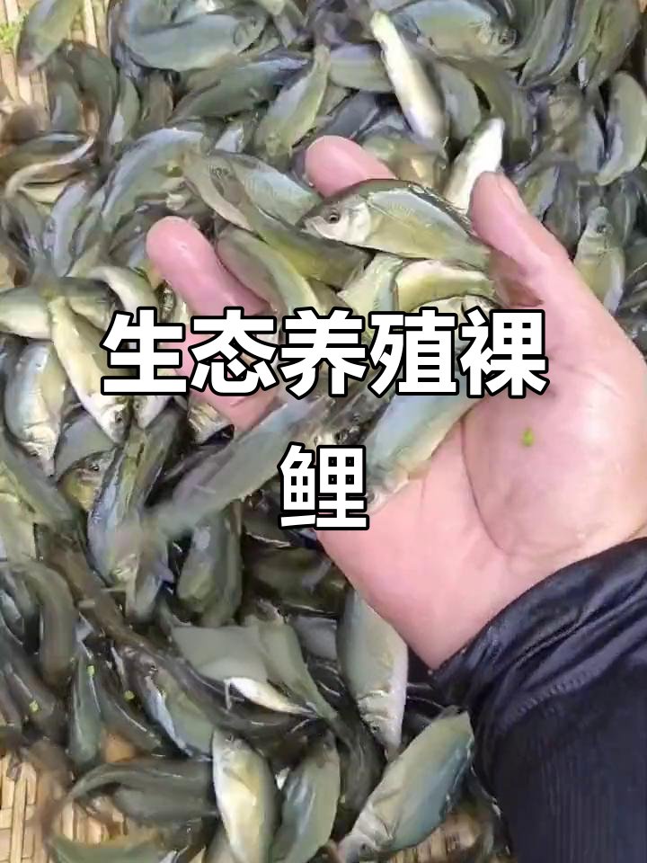 裸鲤生态养殖,玉米豆渣喂养,肉质鲜嫩,生长迅速
