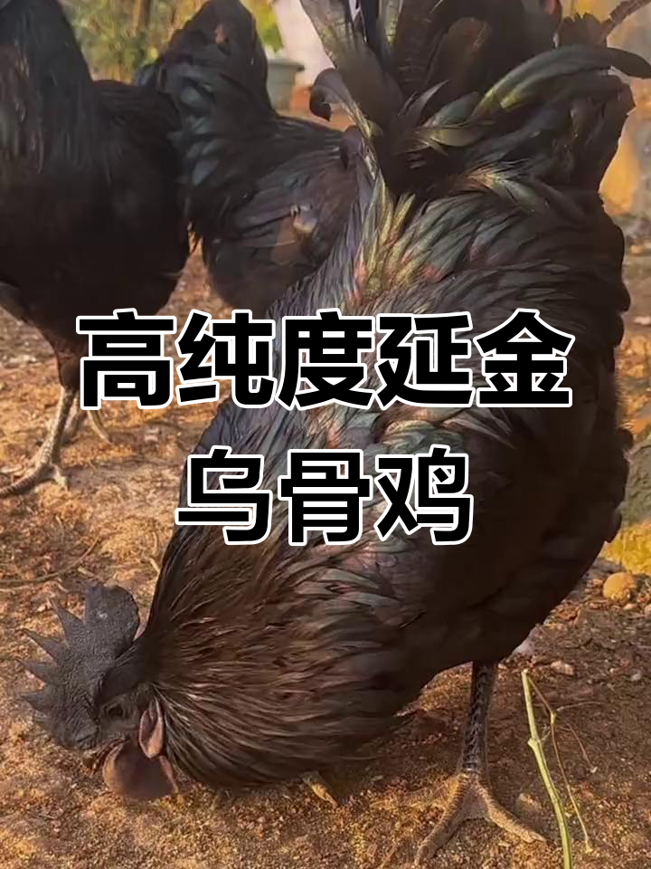 云南盐津乌骨鸡:十大名鸡之一