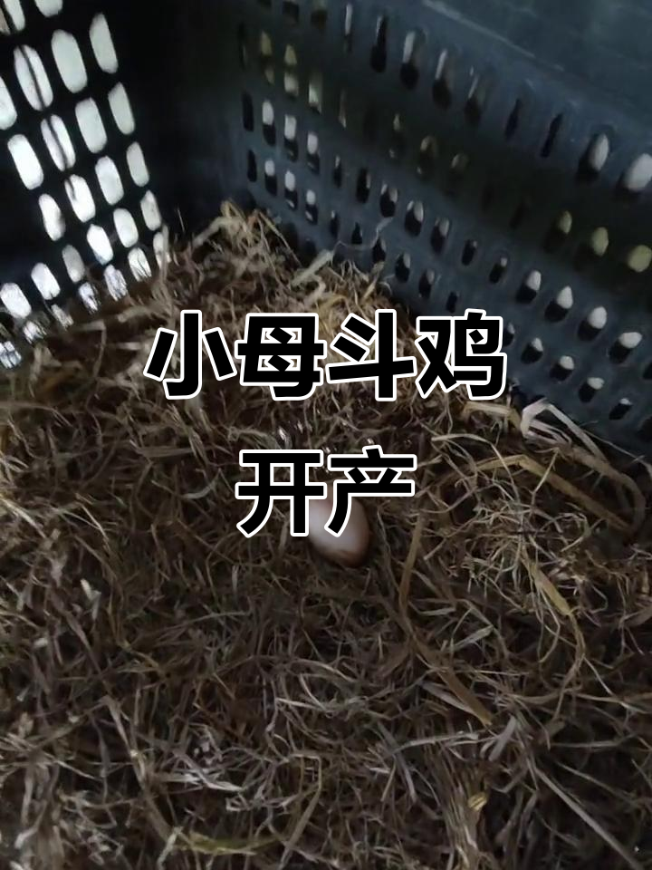 7个月小斗鸡终于下蛋,孵化过程超有成就感
