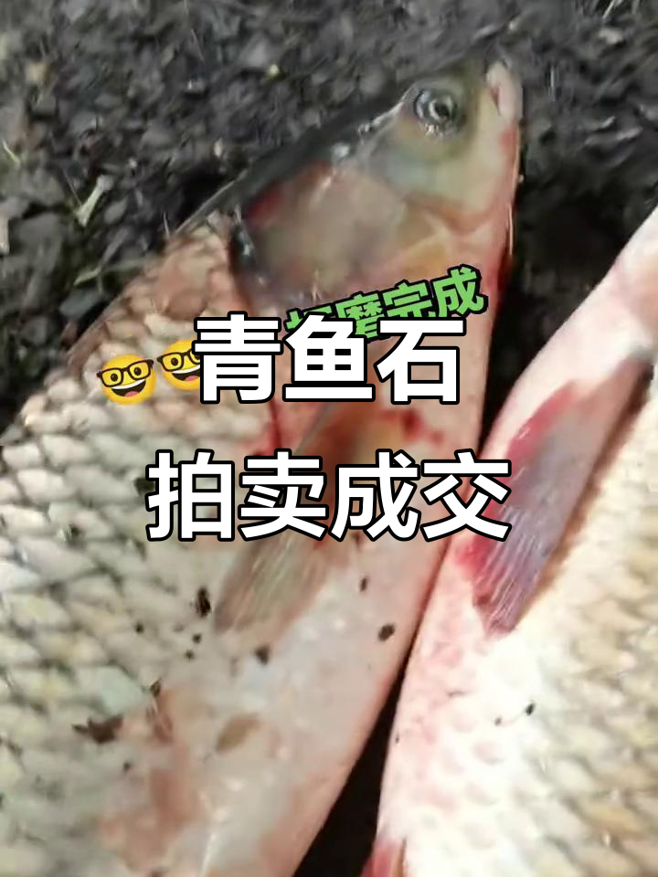 古玉拍卖场内激烈竞价,青鱼石最后成交价格揭晓