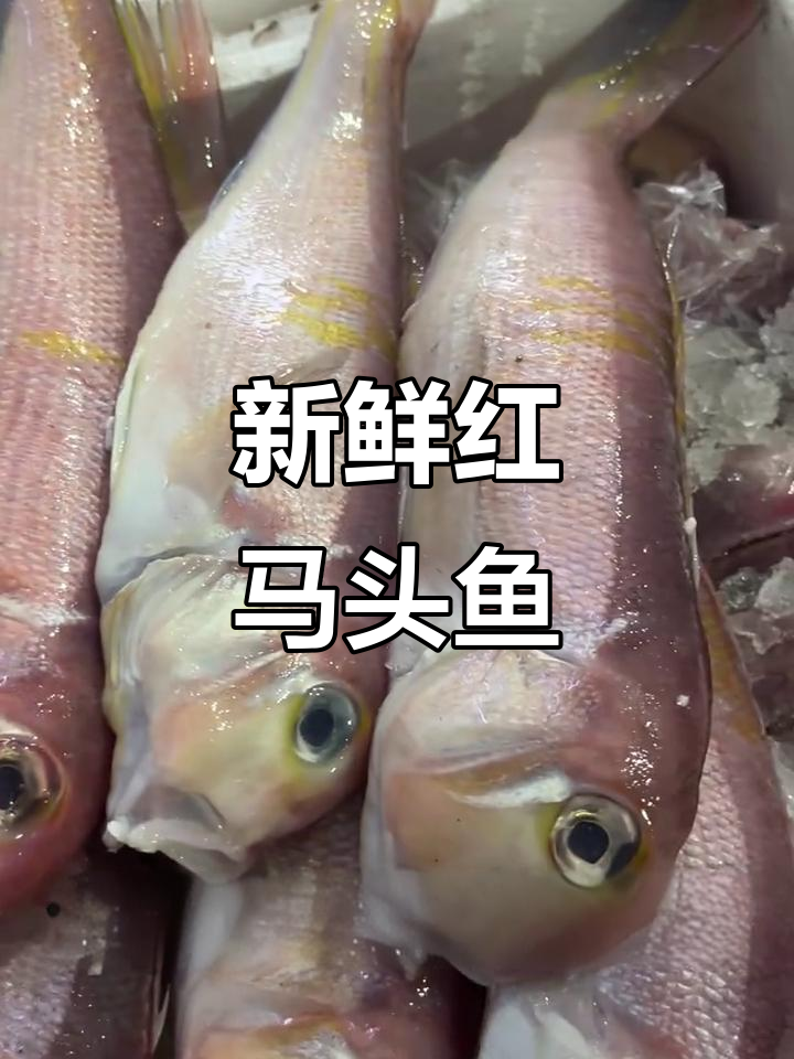 红马头鱼新鲜到货,16元一斤超值海鲜