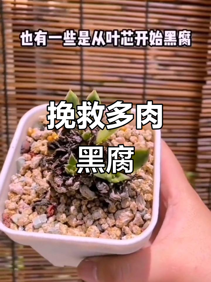 多肉黑腐病如何防治?教你几招让它重生