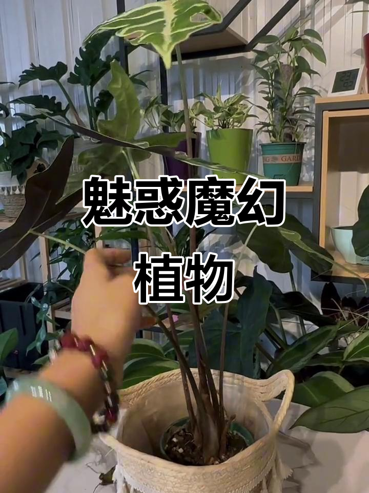 神秘莫比鱼骨植物,魔法学院般的魅力与妖娆