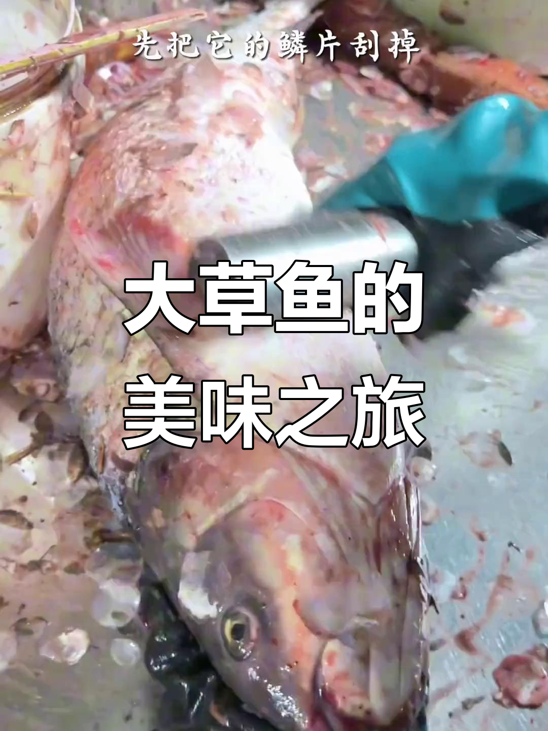 朋友钓到巨型草鱼,干炸后香气扑鼻,味道绝佳!