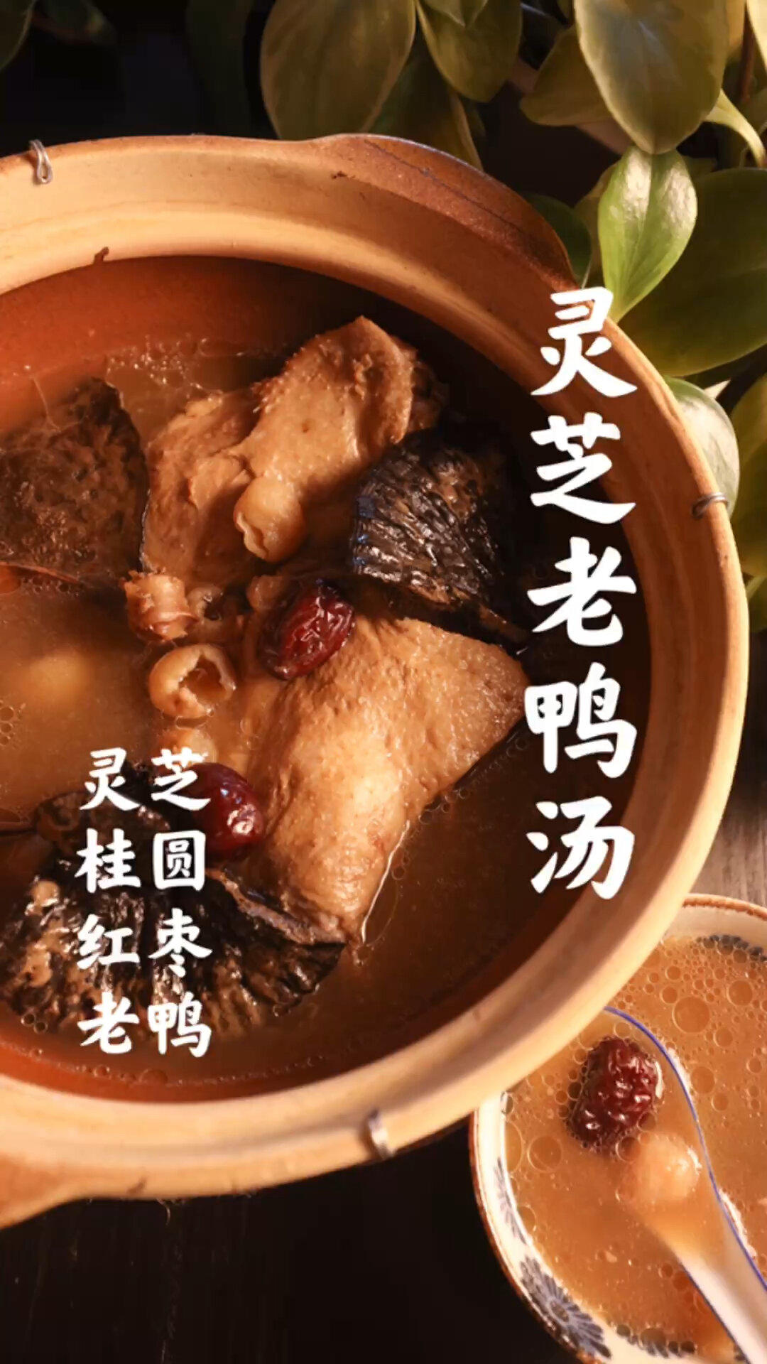 灵芝老鸭汤|养胃健脾滋阴养血安神哦!