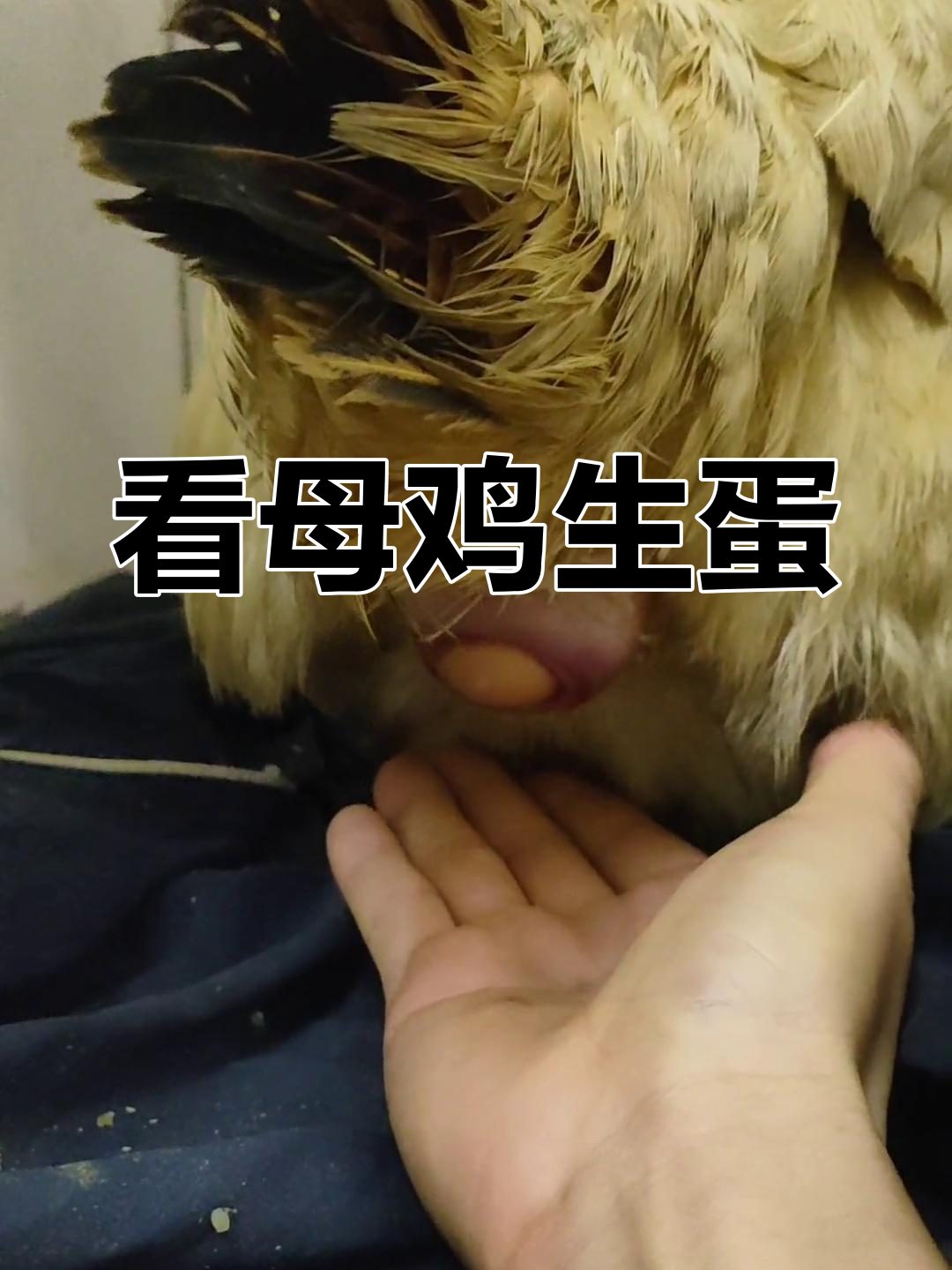 母鸡下蛋全过程揭秘,现场实拍