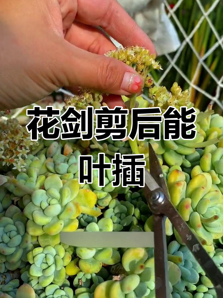 多肉花剑剪掉别浪费,试试扦插变新盆