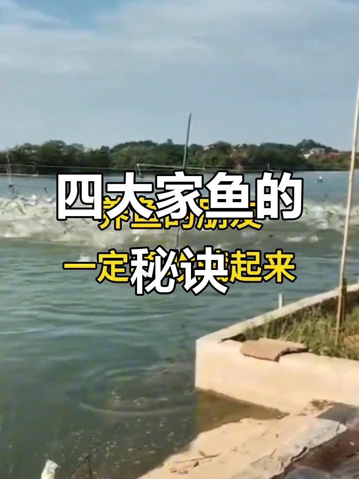 混养四大家鱼，掌握诀窍轻松成高手！