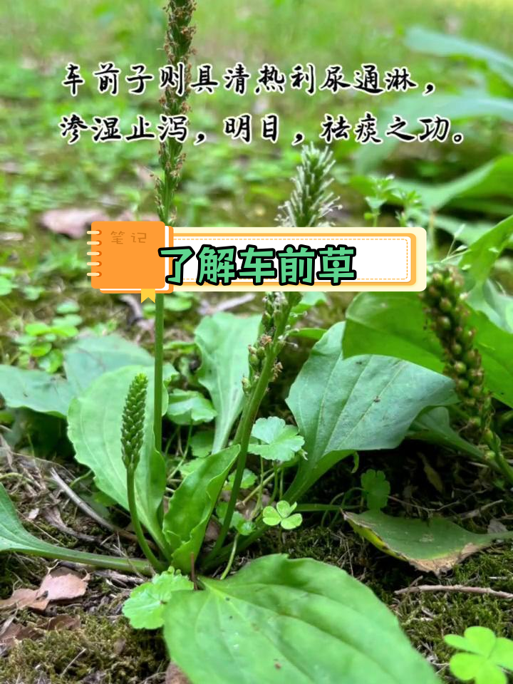车前草的由来与功效