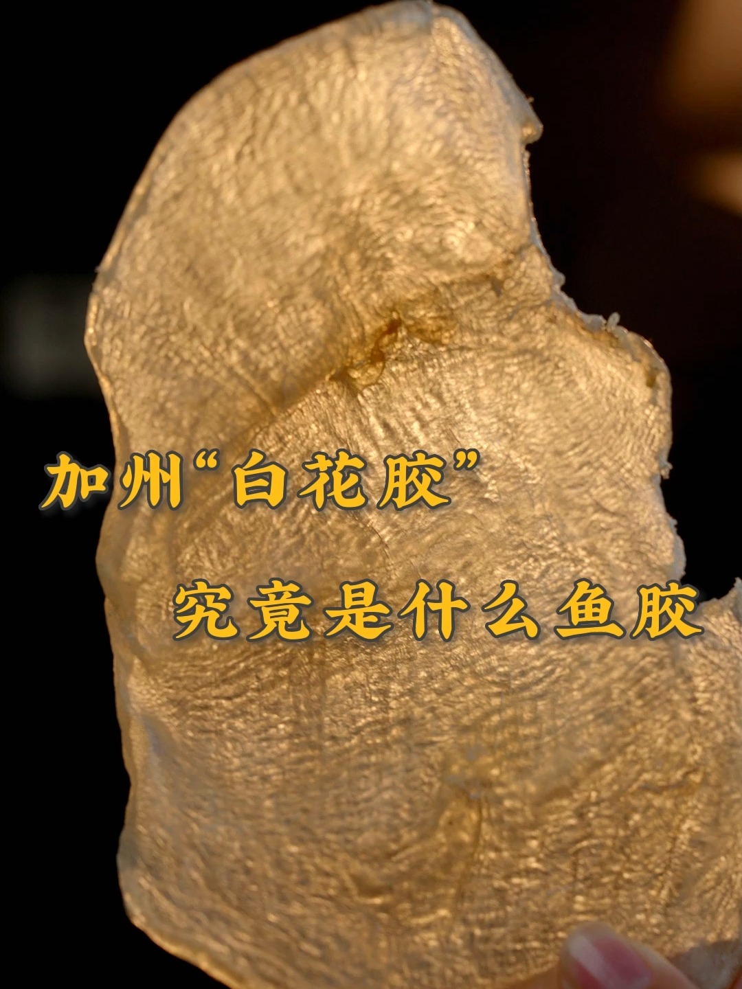 加州“白花胶”,又一个讨喜的鱼胶名字