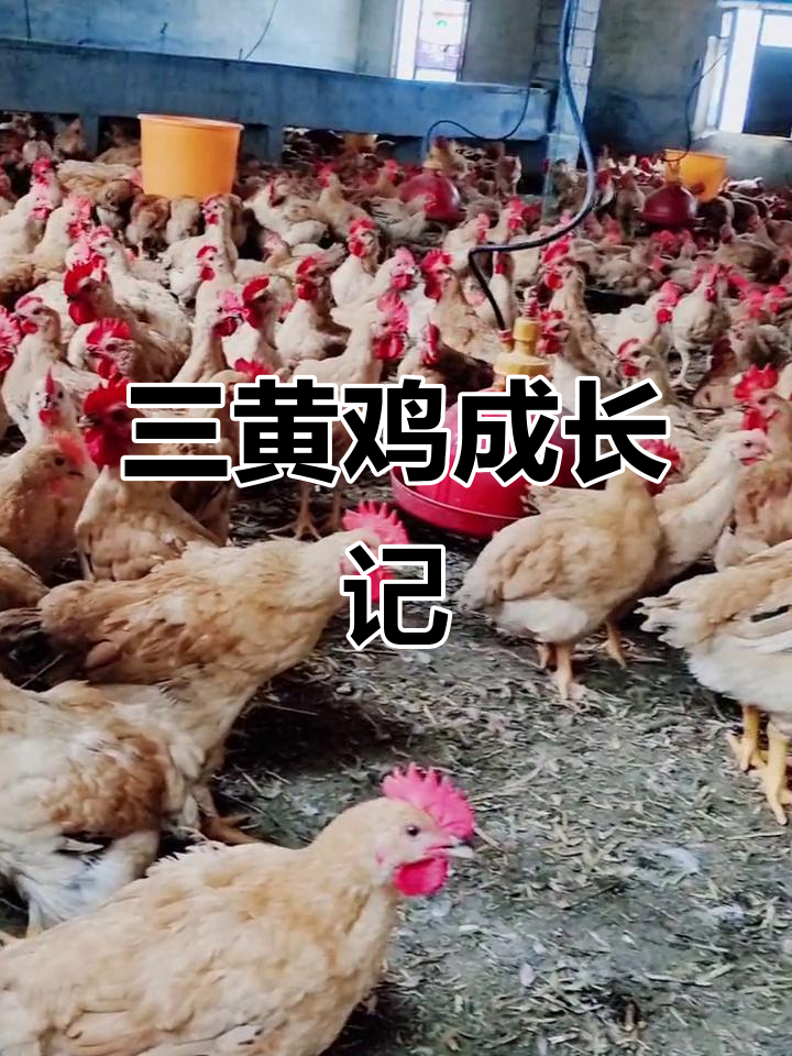 60天三黄鸡,长势喜人,均匀度如何?