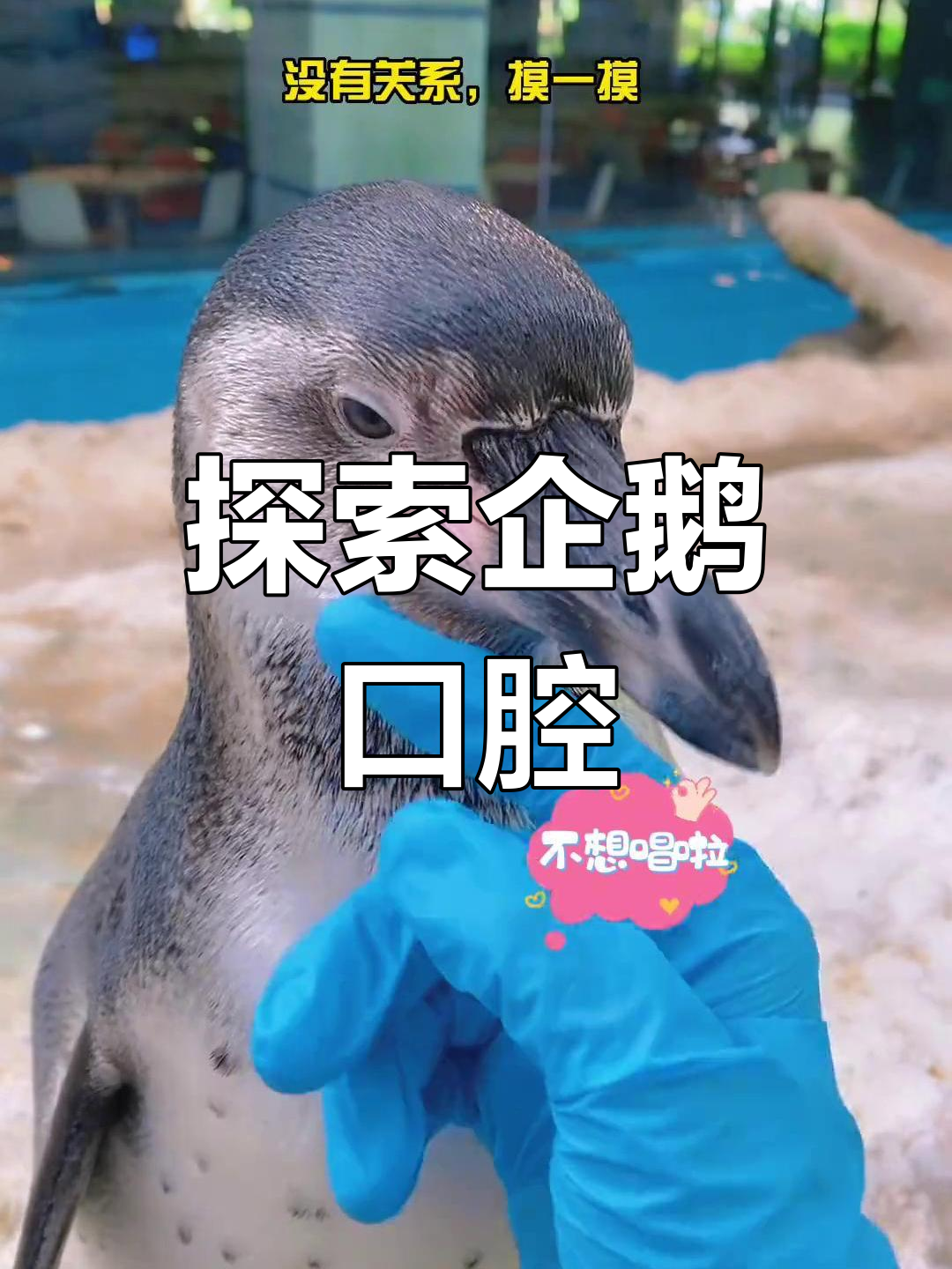 企鹅嘴巴的奇妙结构揭秘