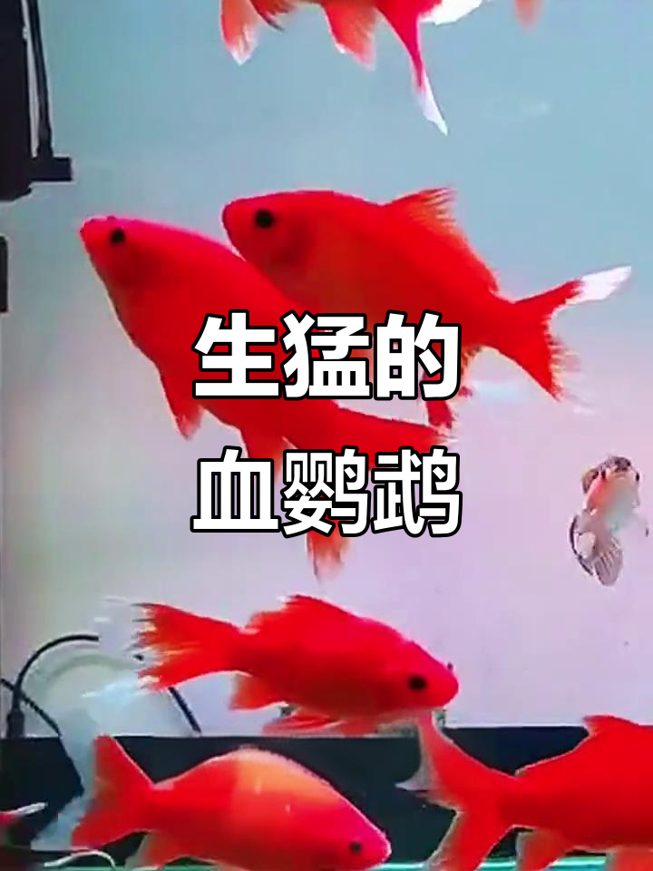 这条血鹦鹉超能生，养了它，你可能会变成专业卖鱼户！