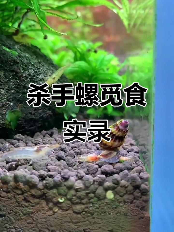 杀手螺捕食全纪录，草缸工具鱼虾大作战