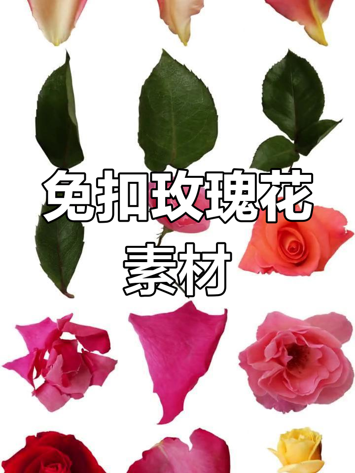 480款玫瑰花素材大集合,PNG+PSD格式免费下载