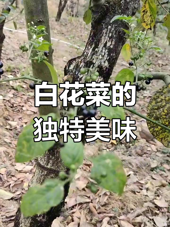紫色小果实酸甜可口,农村叫白花菜或野辣椒
