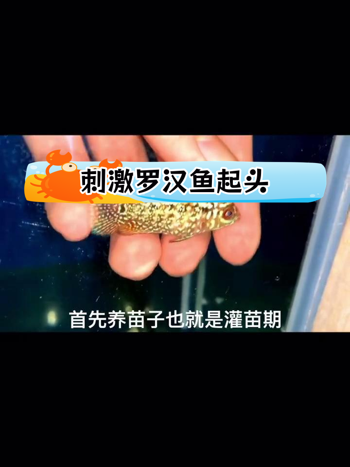 罗汉鱼苗如何快速起头?