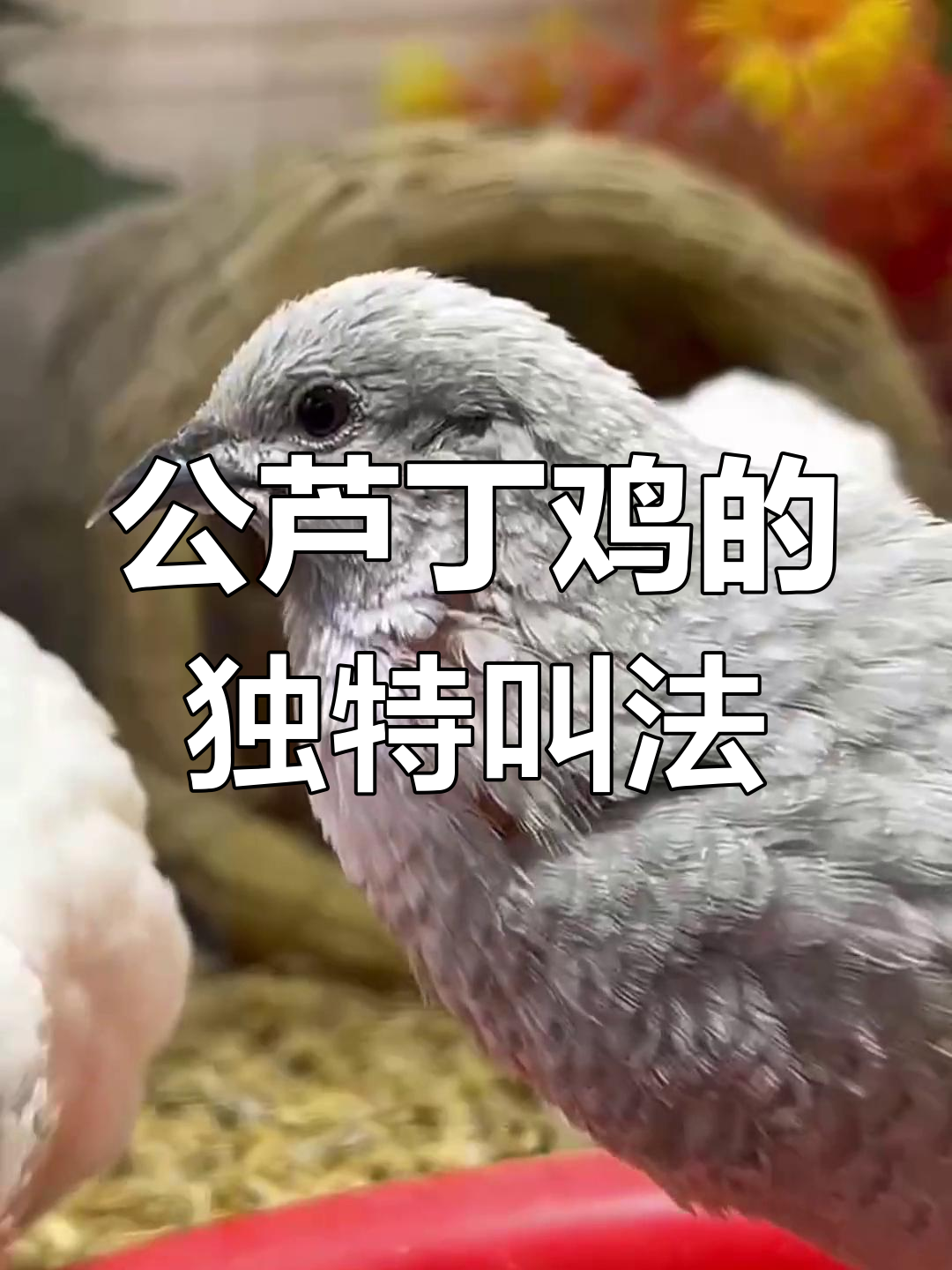 芦丁鸡公母叫声大揭秘,咕咕声背后的秘密