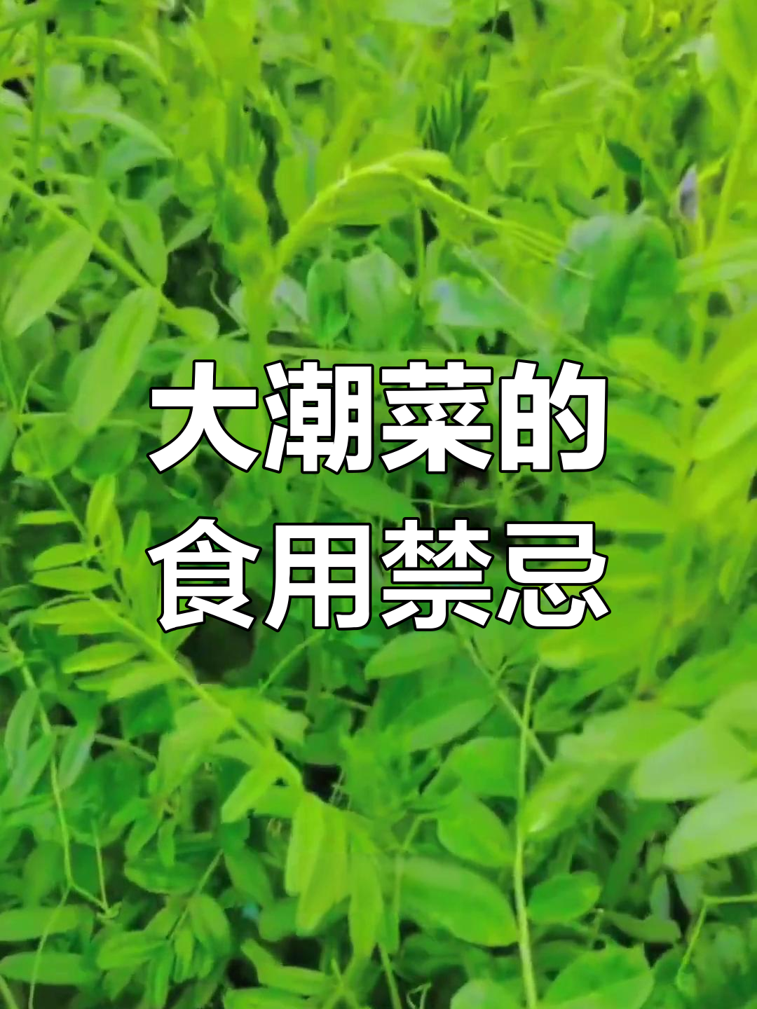 春季野生豌豆的营养与药用价值