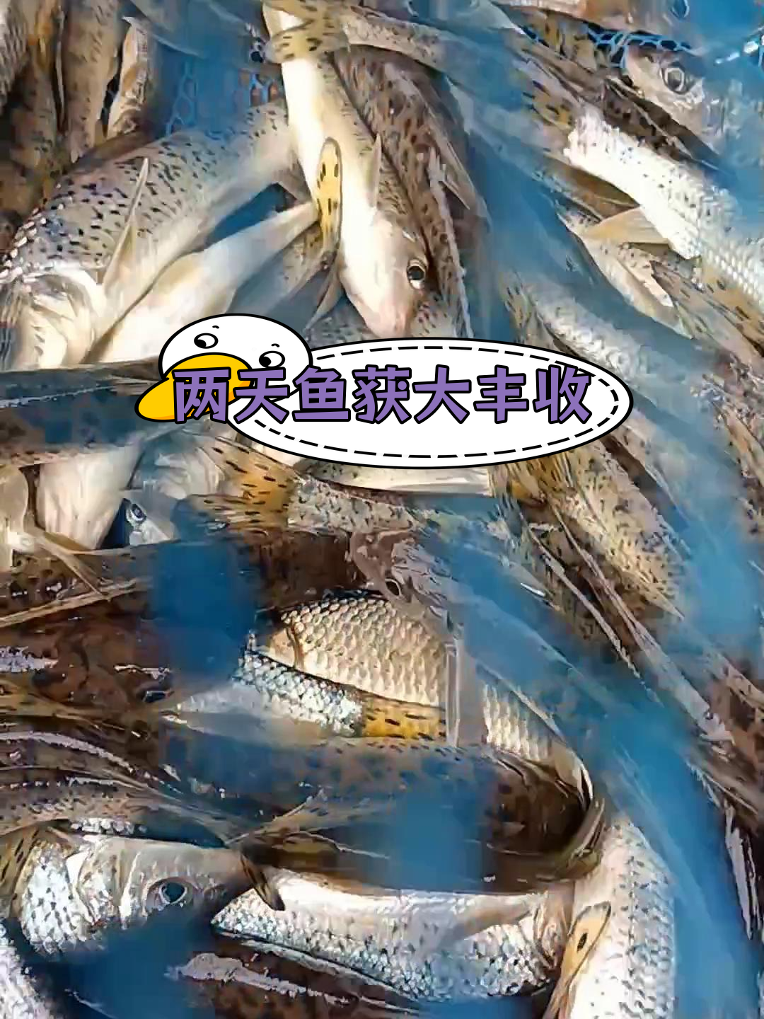 龙溪河两天钓花参,收获满满