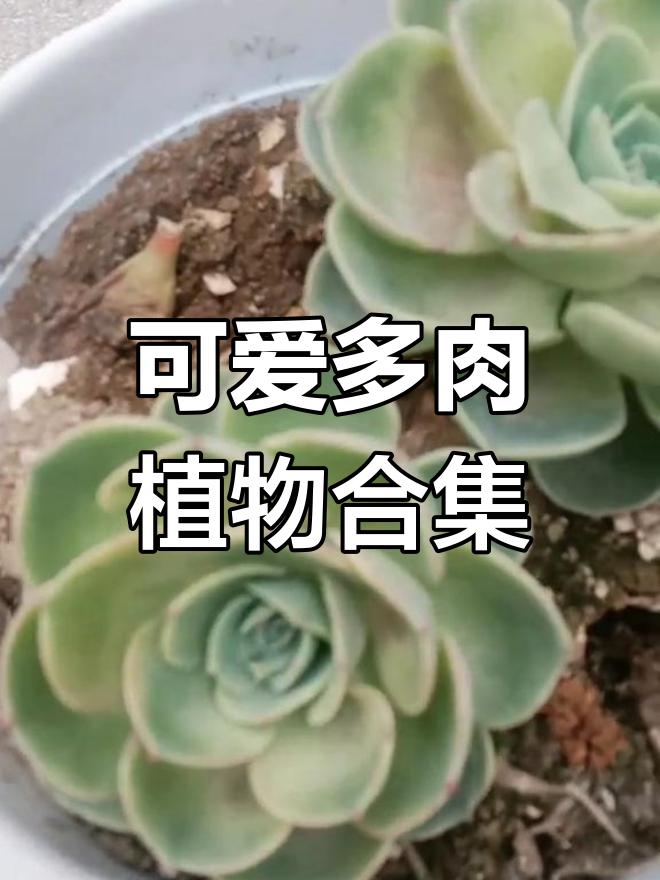 多肉植物图片集锦,萌态十足
