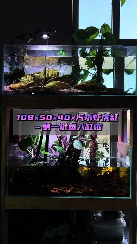 108×50×40汽水虾虎缸～第一批鱼入缸啦 