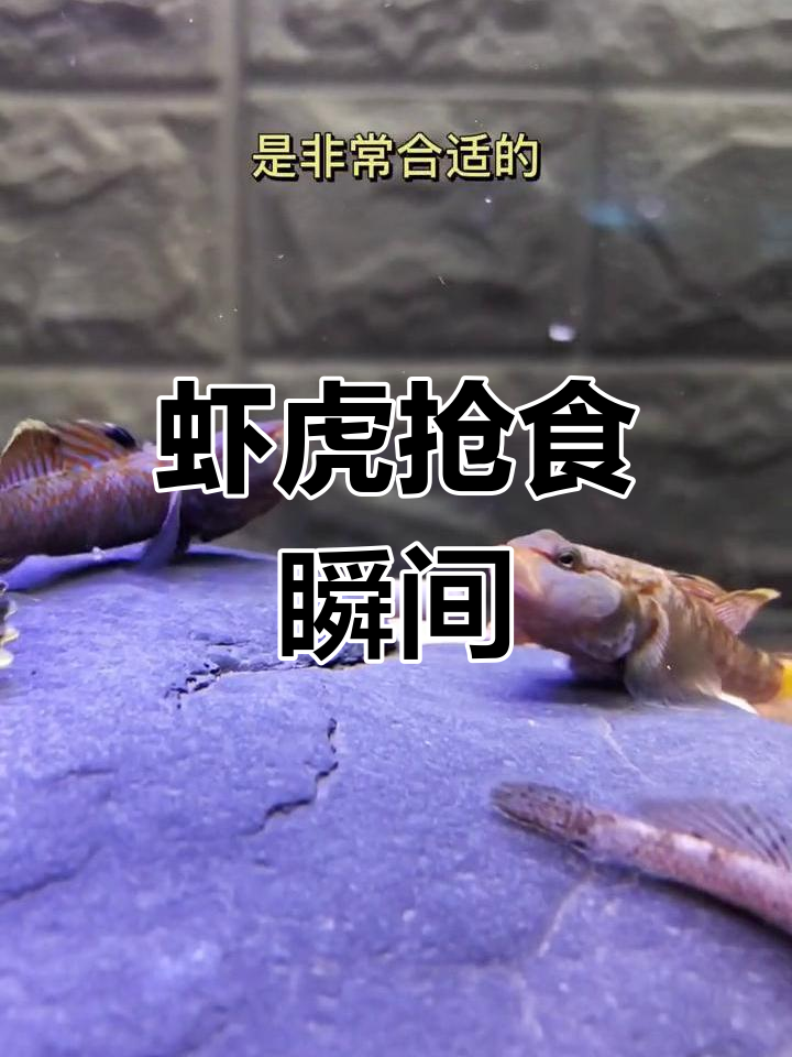 虾虎鱼的食物争夺战