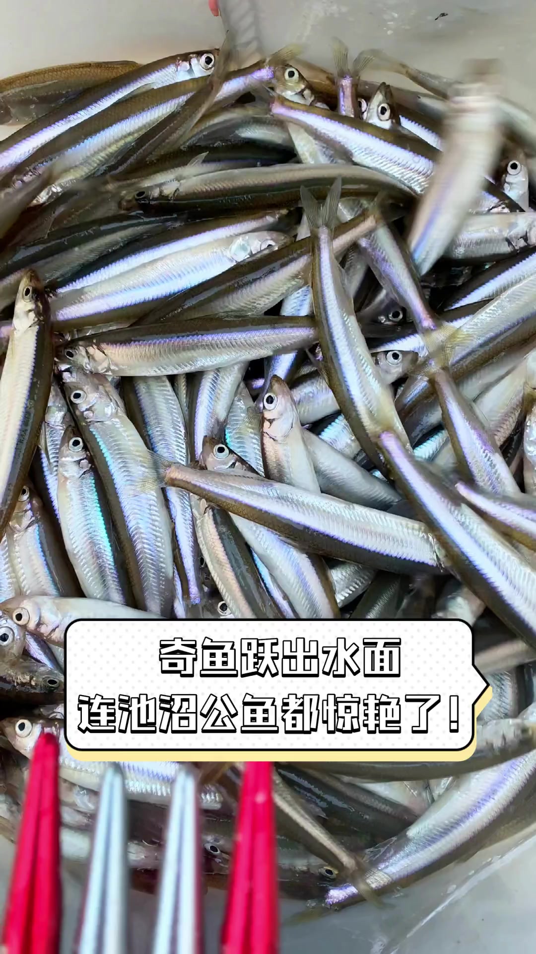 奇鱼跃出水面,连池沼公鱼都惊艳了!