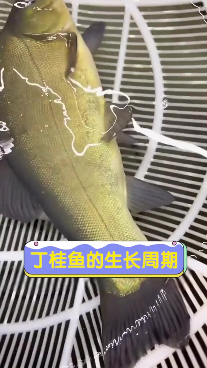 丁桂鱼的生长周期