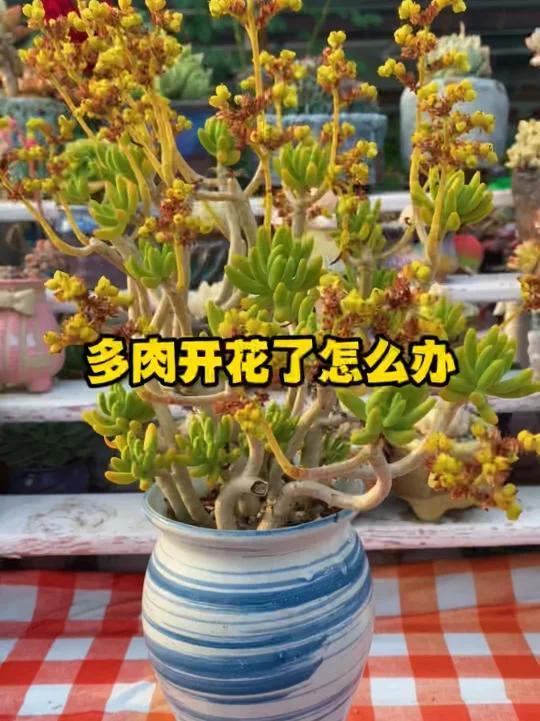 多肉开花了怎么办