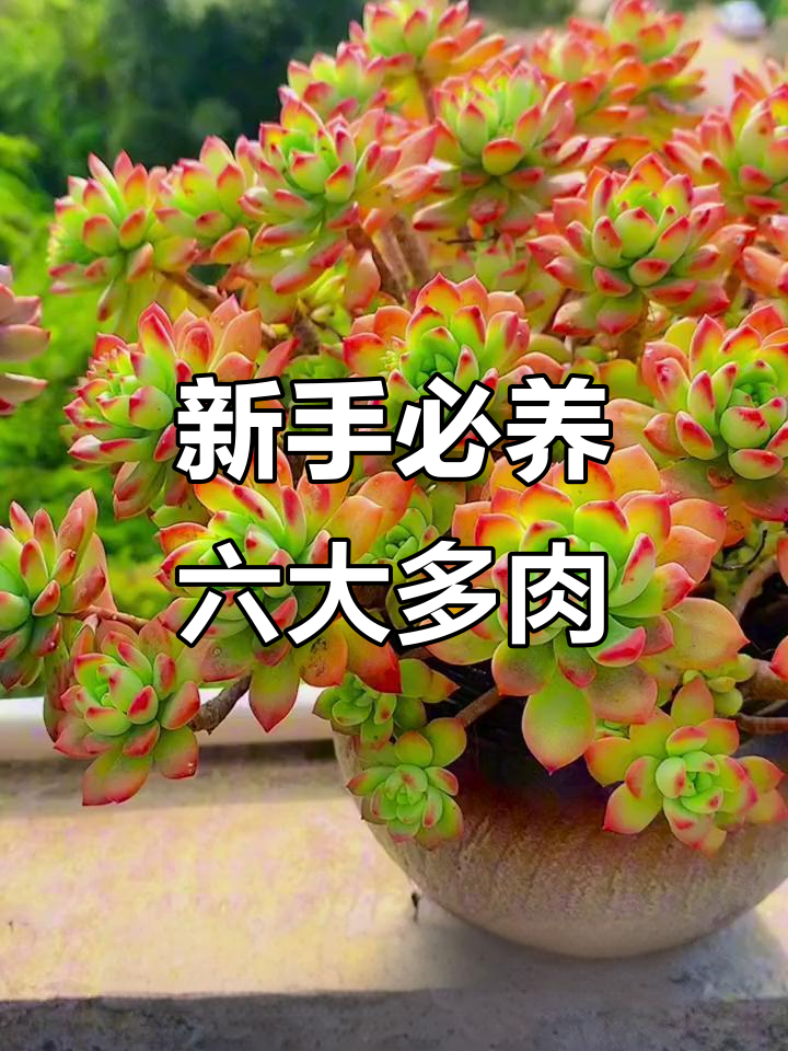 适合新手的六款多肉植物，轻松养护状态佳