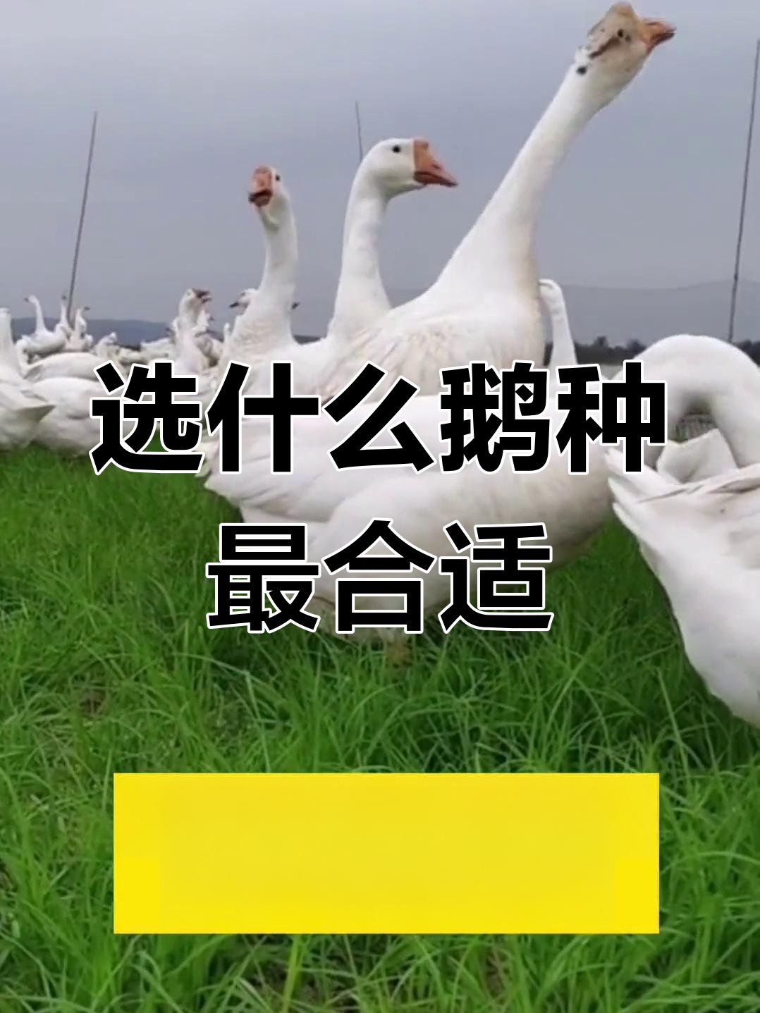 养鹅品种选择指南,如何挑选适合的鹅种