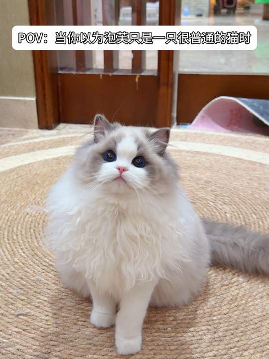 别以为这只是普通猫，是OPM布偶猫泡芙