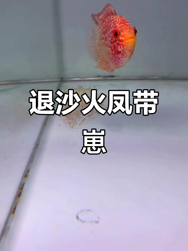 意外发现退沙火凤,母鱼已下籽,基因强大