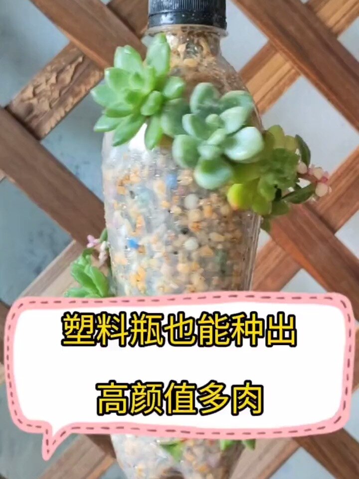 塑料瓶怎样种植多肉?