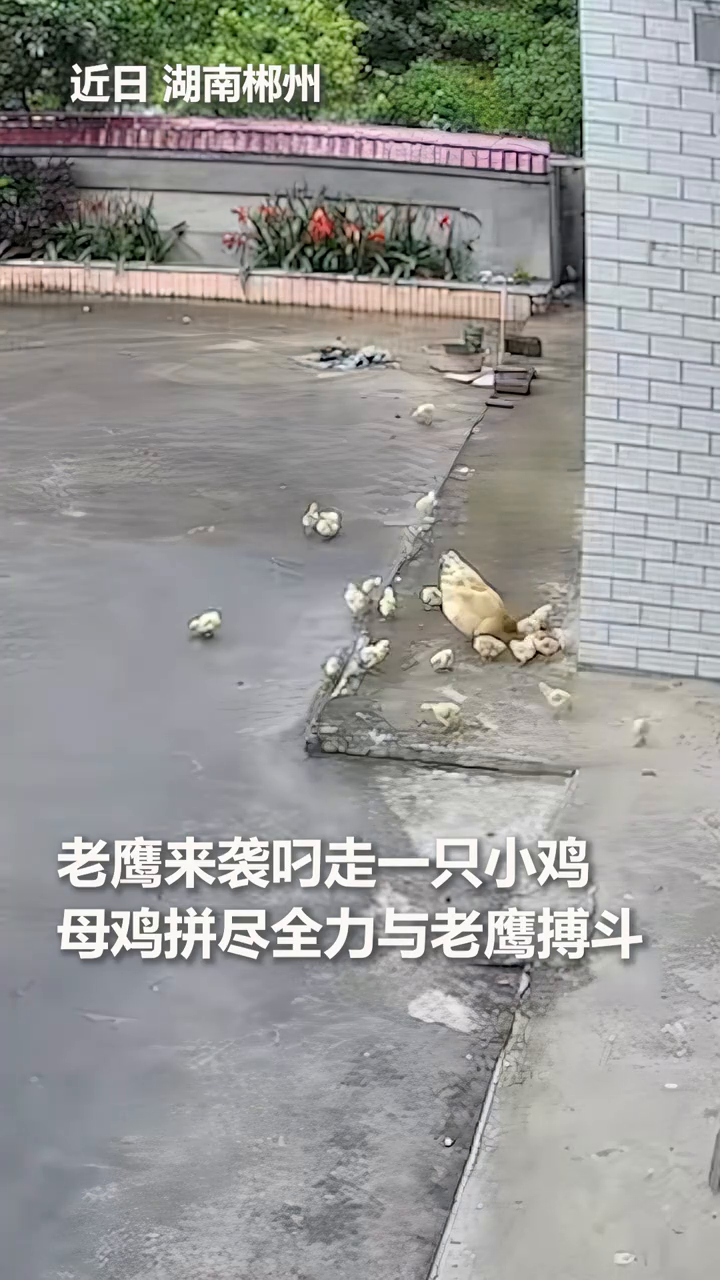 老鹰来袭叼走一只小鸡,母鸡拼尽全力与老鹰搏斗