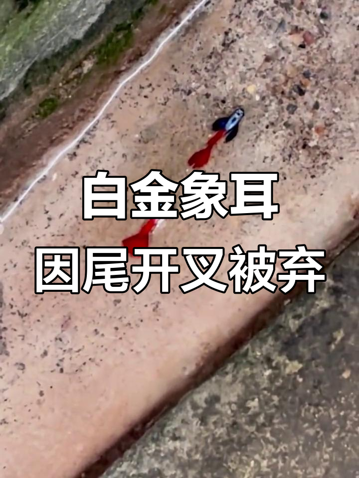 热带鱼尾巴开叉被淘汰,白金象耳依然完美