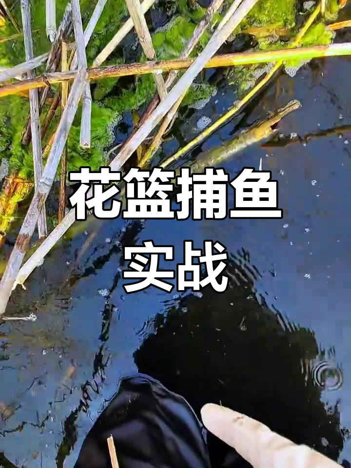 复杂水域中的花篮捕鱼技巧,轻松捕捉黑坑里的鱼儿