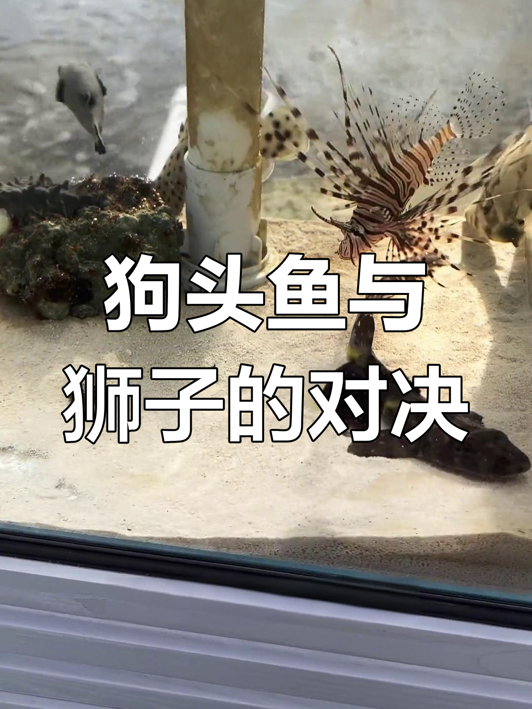 狮子盯上狗头鱼,河豚毒素让它无所畏惧