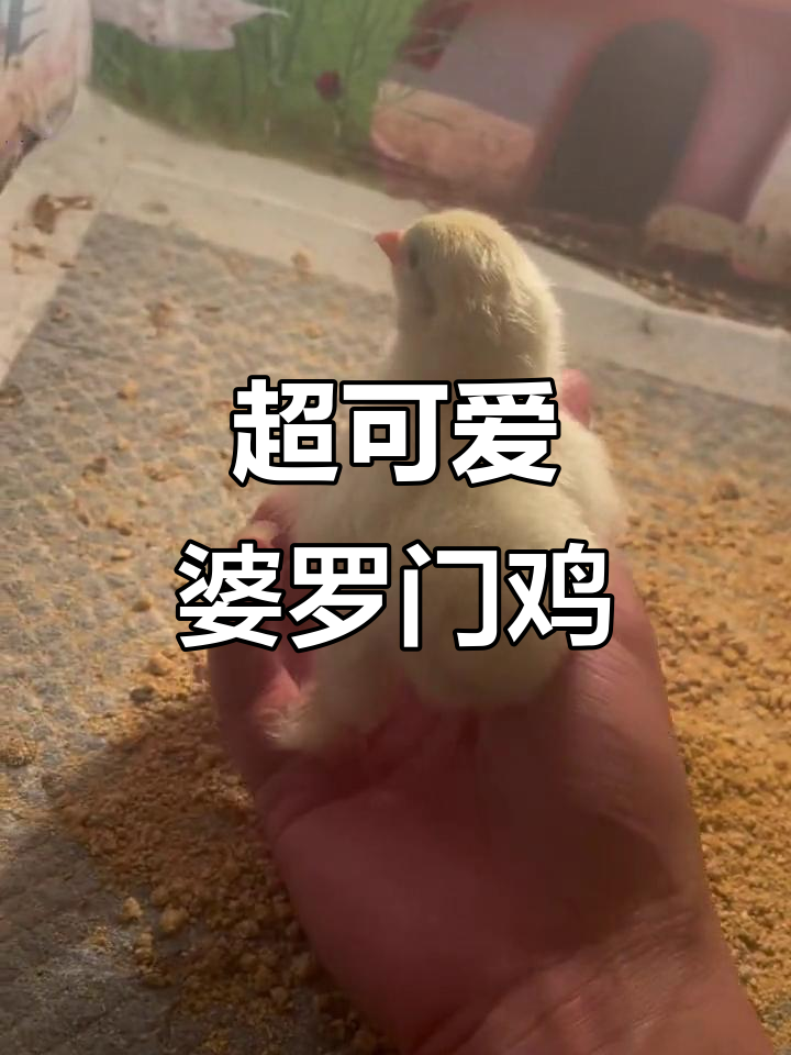 婆罗门鸡的独特魅力,腿毛覆盖脚趾头,超萌小鸡来袭