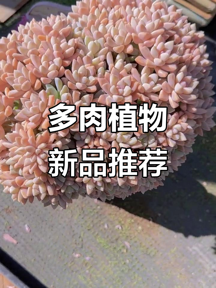 橙雪球、大红袍等多肉新宠,带你一起享受多肉的魅力