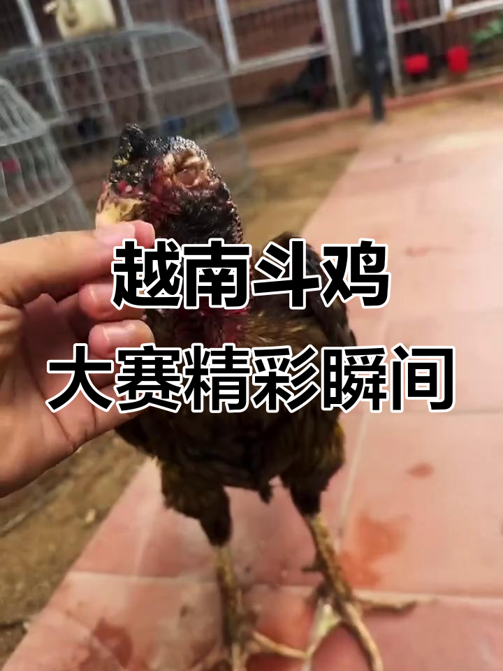 越南斗鸡比赛激烈开打,血统机展现无敌实力