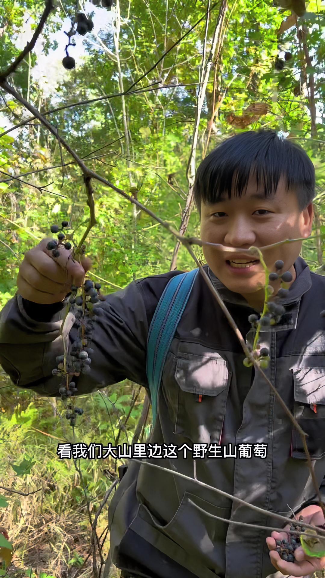 野生山葡萄成熟了,采点回去酿葡萄酒,妈呀真甜!