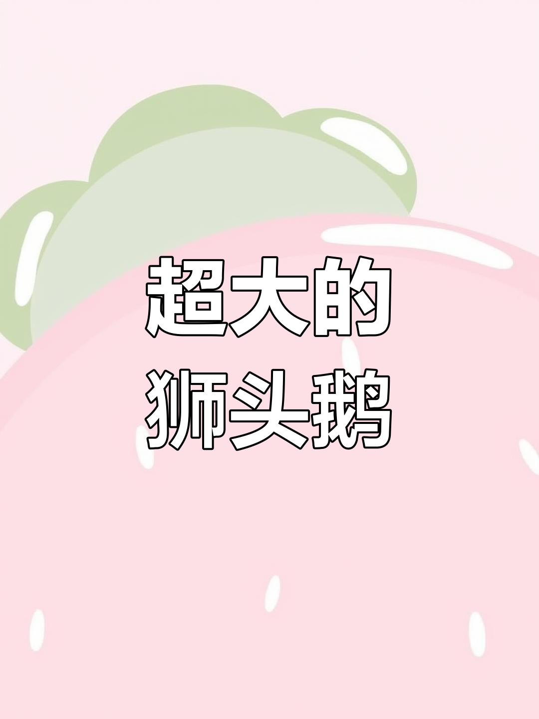 狮头鹅苗大揭秘,特大号比企鹅还萌!