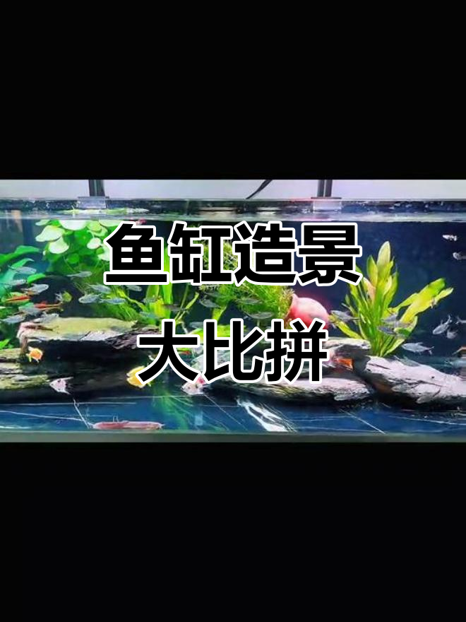 鱼缸造景大赛，谁的技艺更胜一筹？快来评论区晒出你的作品！