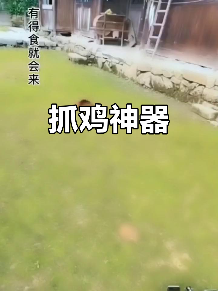 家用绊脚套,抓鸡鸭轻松搞定