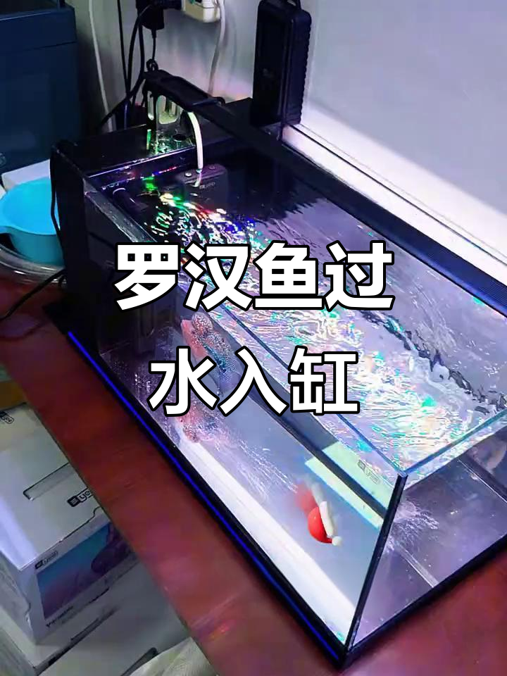罗汉鱼入缸,小鱼缸水质调整全纪录
