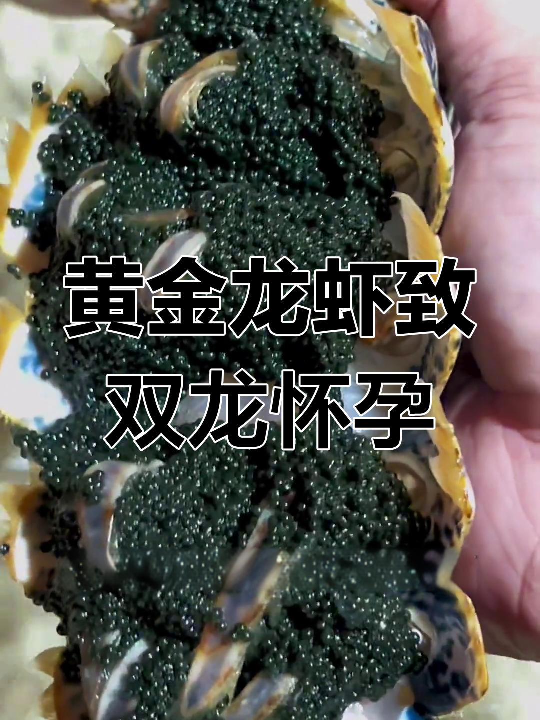 黄金龙虾让蓝龙和紫龙同时怀孕,基因强大到惊人