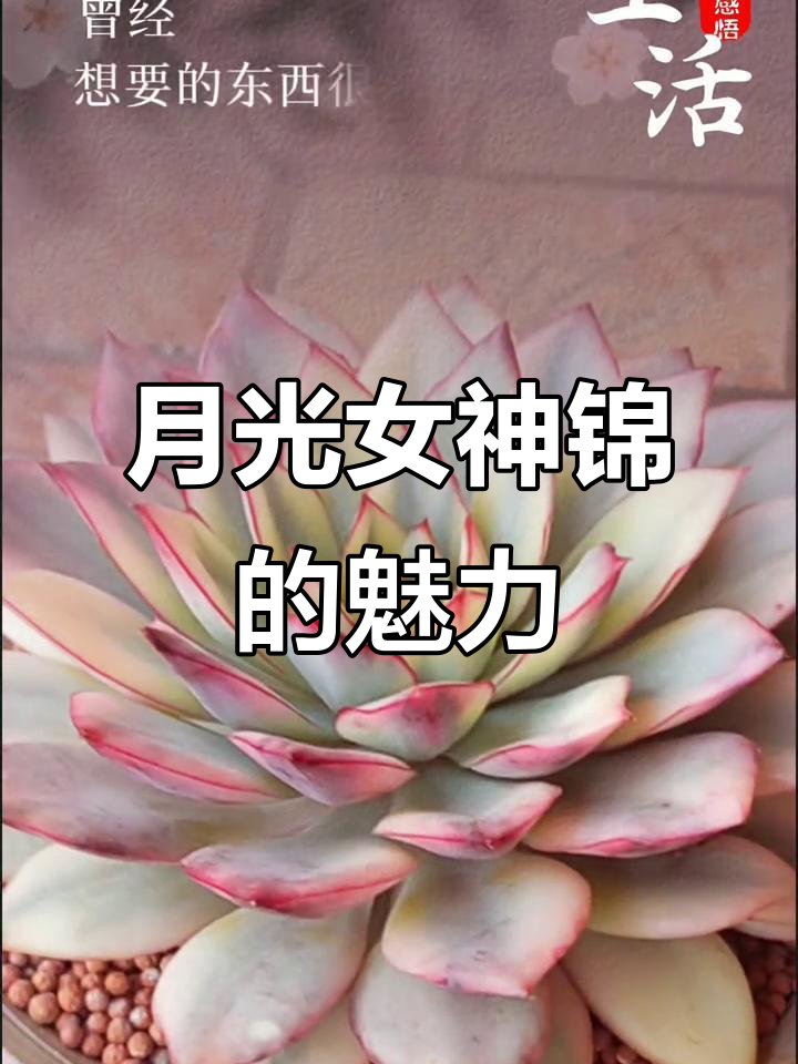 月光女神锦:多肉植物的治愈力量